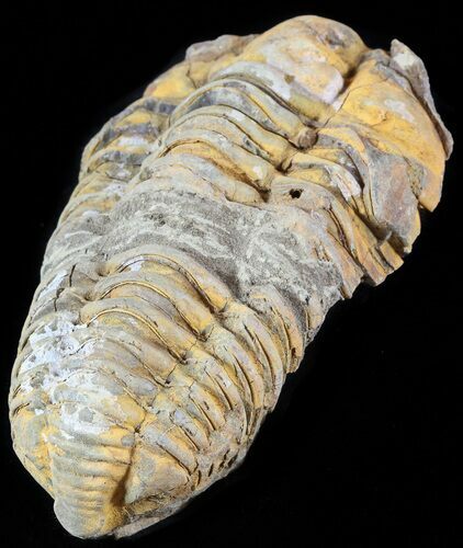 Calymene Trilobite From Morocco #49633